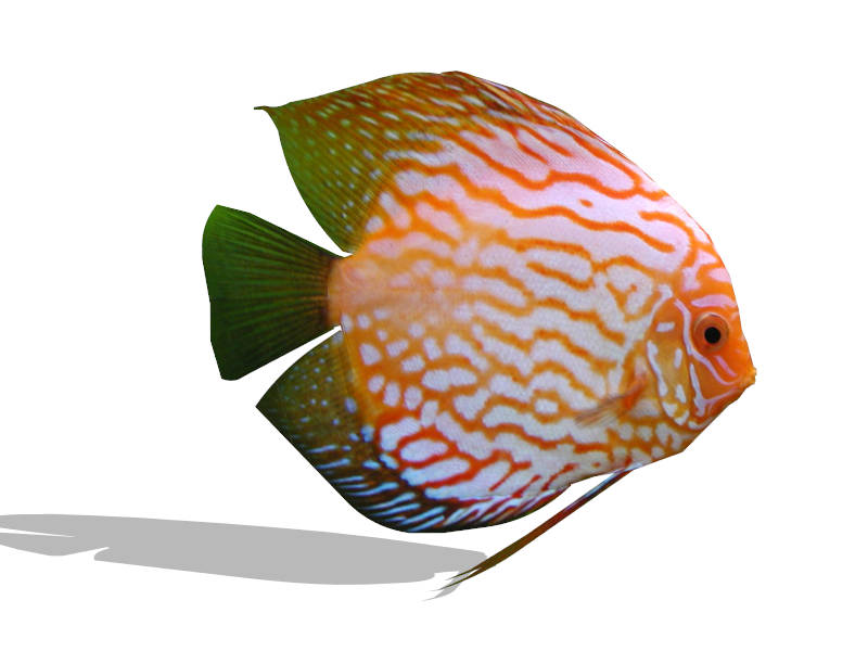 Red Turquoise Discus Fish sketchup model preview - SketchupBox