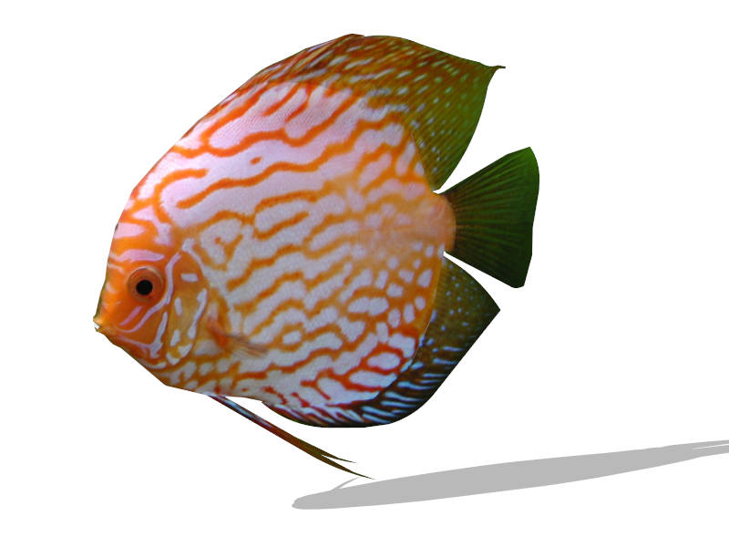 Red Turquoise Discus Fish sketchup model preview - SketchupBox