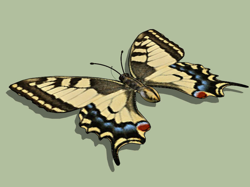 Old World Swallowtail Butterfly sketchup model preview - SketchupBox