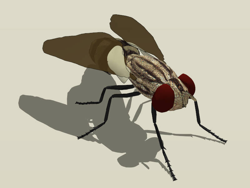 Common Fly sketchup model preview - SketchupBox