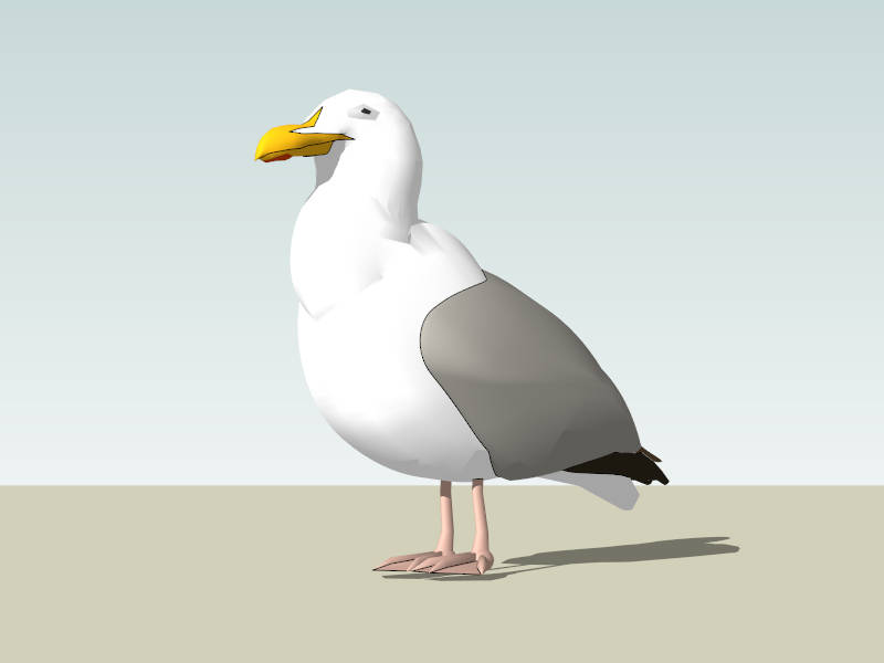 Pacific Gull sketchup model preview - SketchupBox