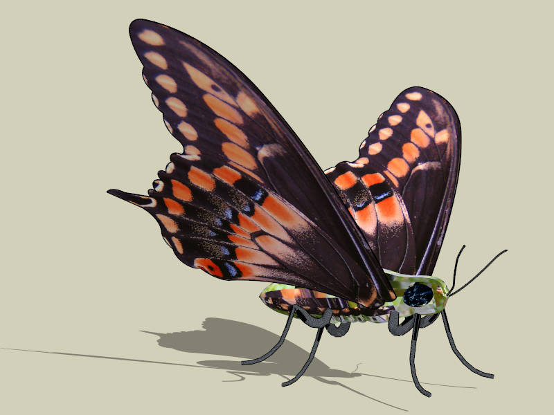 Vanessa Butterfly sketchup model preview - SketchupBox