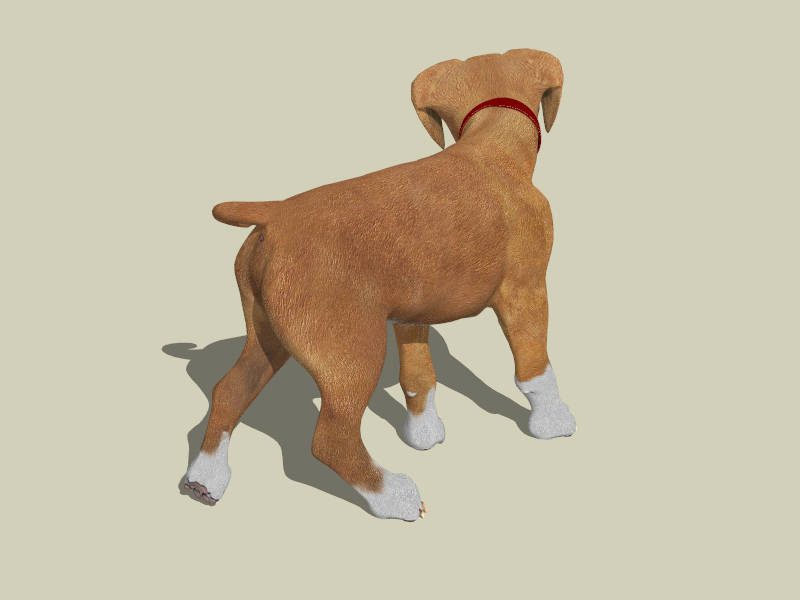 Fawn Boxer Puppy sketchup model preview - SketchupBox