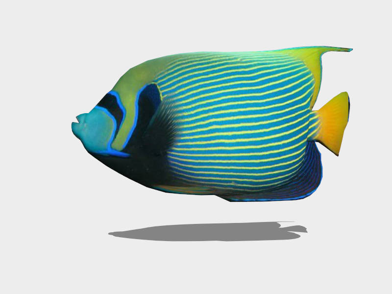 Emperor Angelfish sketchup model preview - SketchupBox