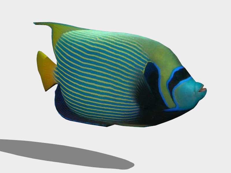 Emperor Angelfish sketchup model preview - SketchupBox