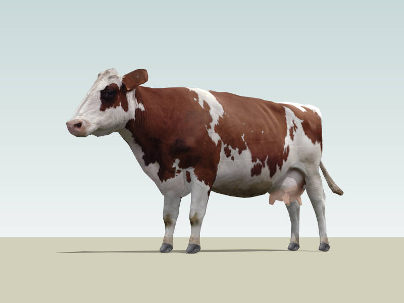 American Brown Swiss Cow sketchup model preview - SketchupBox