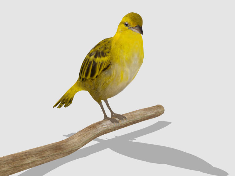 Yellow Oriole Bird sketchup model preview - SketchupBox