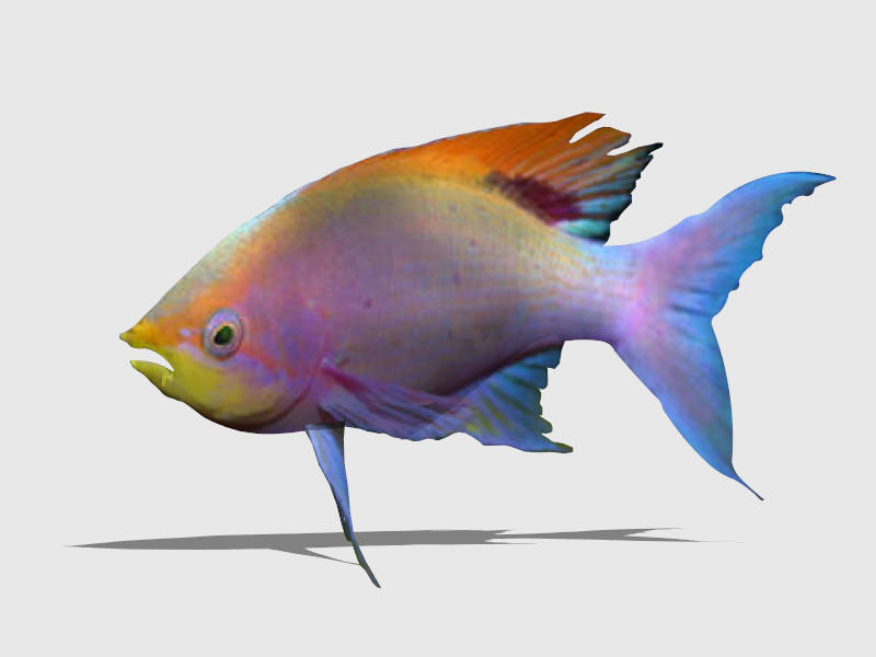 Purple Anthias Fish sketchup model preview - SketchupBox