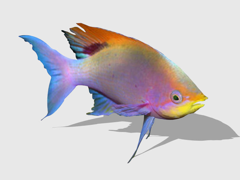 Purple Anthias Fish sketchup model preview - SketchupBox