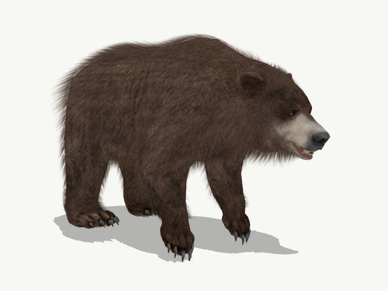 Hairy Brown Bear sketchup model preview - SketchupBox