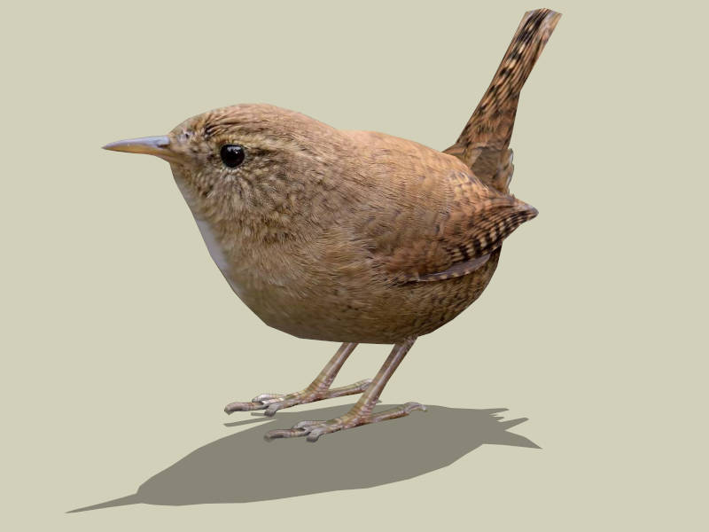 Winter Wren Bird sketchup model preview - SketchupBox