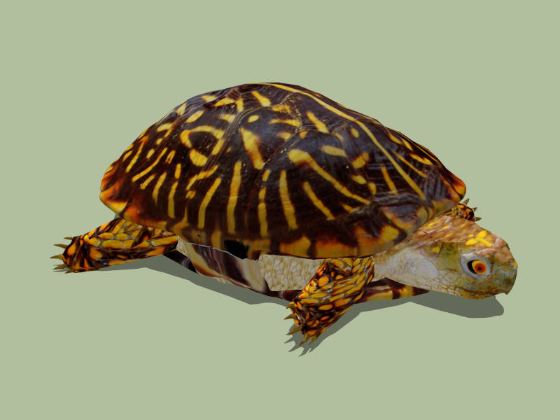 Green Sea Turtle sketchup model preview - SketchupBox