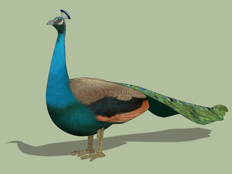 Peacock Bird sketchup model preview - SketchupBox