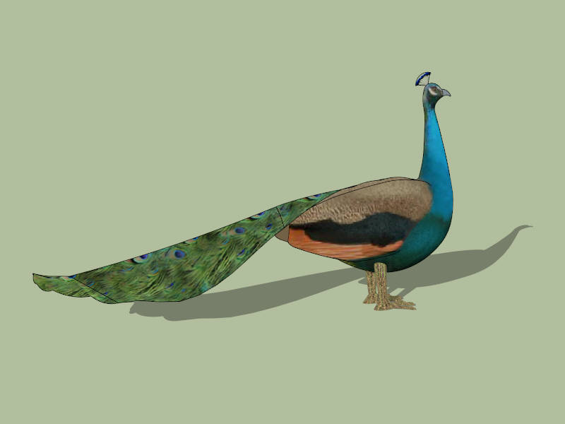 Peacock Bird sketchup model preview - SketchupBox