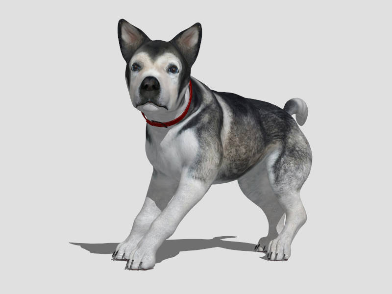 Siberian Husky Dog sketchup model preview - SketchupBox