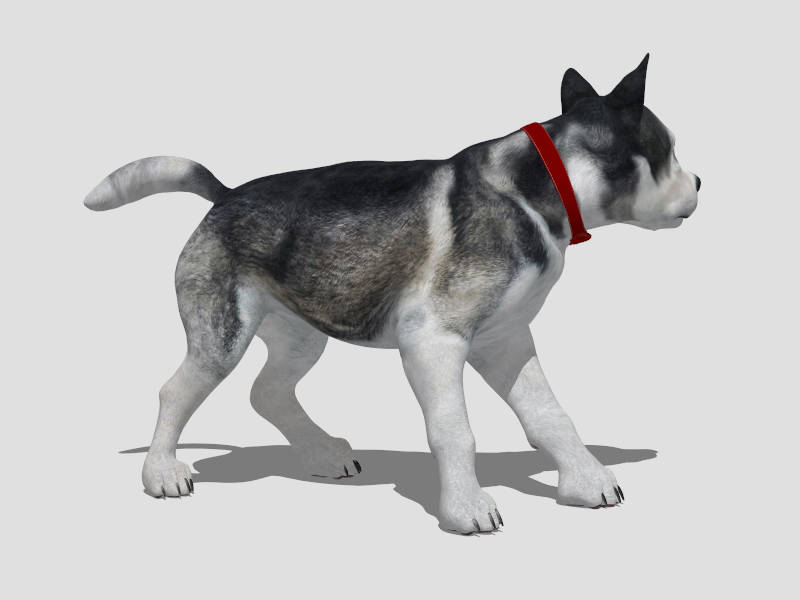 Siberian Husky Dog sketchup model preview - SketchupBox