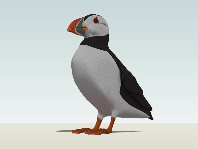 Atlantic Puffin Bird sketchup model preview - SketchupBox