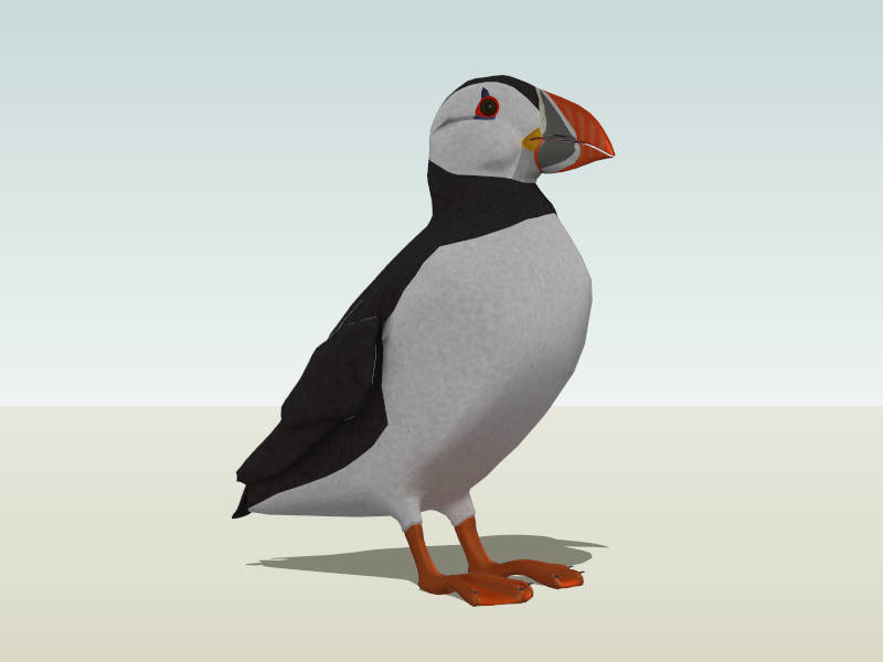 Atlantic Puffin Bird sketchup model preview - SketchupBox
