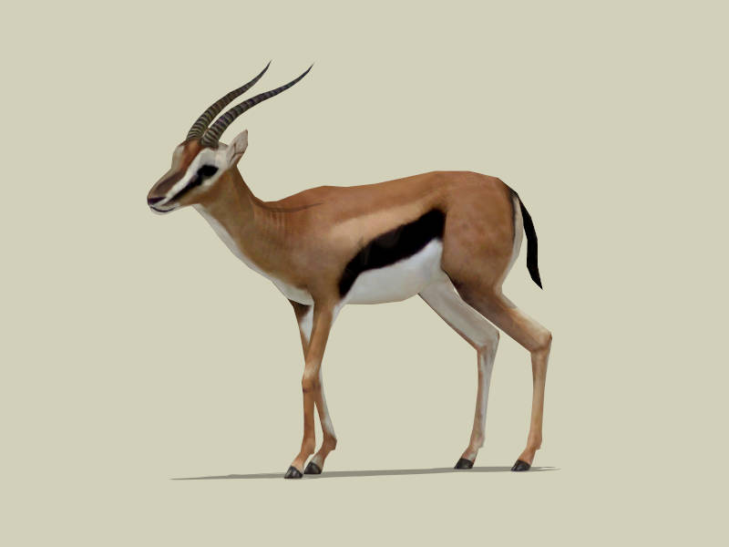 Gazelle Animal sketchup model preview - SketchupBox
