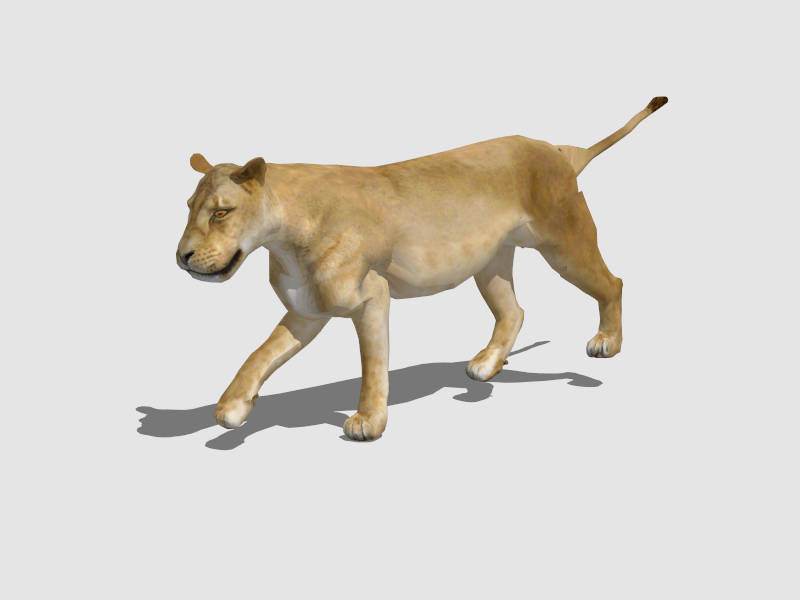Lioness Female Lion sketchup model preview - SketchupBox
