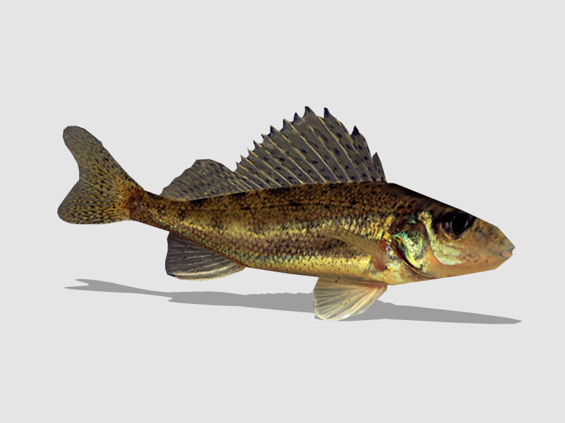 Speckled Perch Fish sketchup model preview - SketchupBox