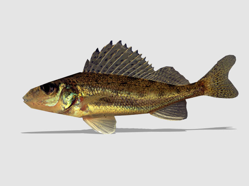 Speckled Perch Fish sketchup model preview - SketchupBox