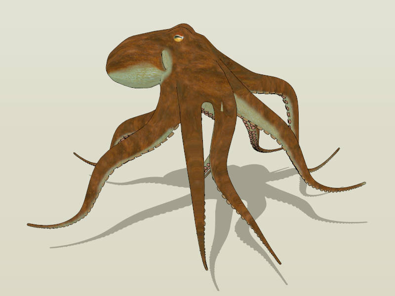 Octopus sketchup model preview - SketchupBox