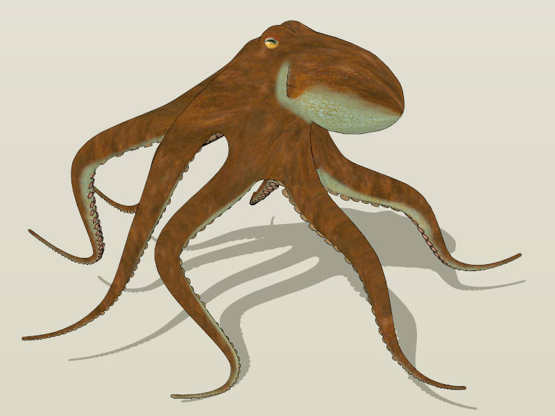 Octopus sketchup model preview - SketchupBox