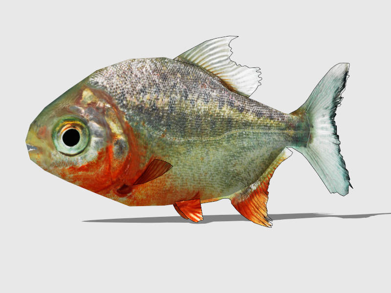 Red Pacu Fish sketchup model preview - SketchupBox