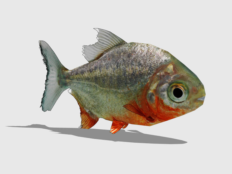 Red Pacu Fish sketchup model preview - SketchupBox