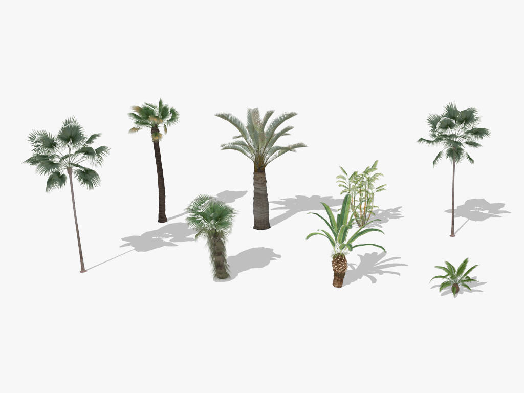 8 Palm Trees Ccollection sketchup model preview - SketchupBox