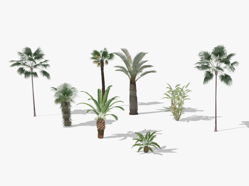 8 Palm Trees Ccollection sketchup model preview - SketchupBox
