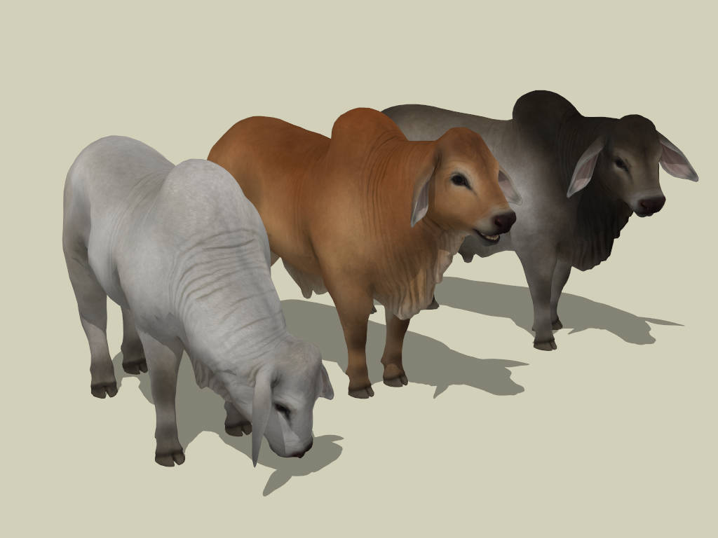 Brahman Cattles sketchup model preview - SketchupBox