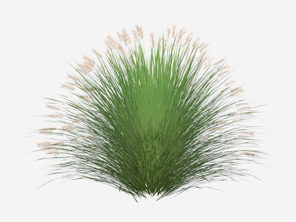 Miscanthus Ornamental Grass sketchup model preview - SketchupBox