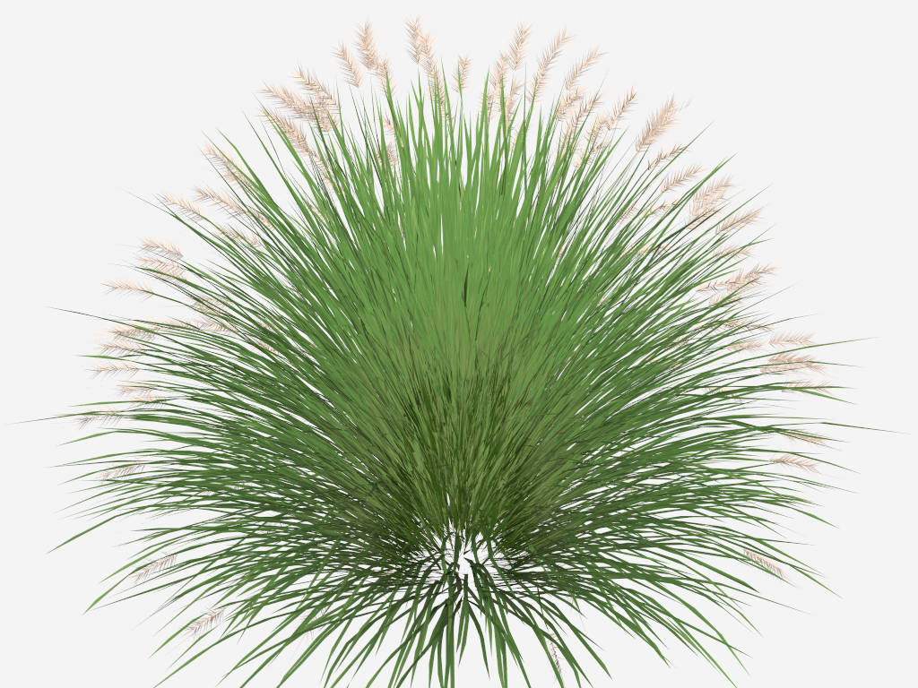Miscanthus Ornamental Grass sketchup model preview - SketchupBox