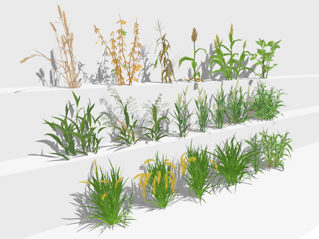 16 Crop Plants Collection sketchup model preview - SketchupBox