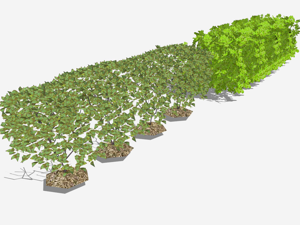 Trees And Shrubs Hedges sketchup model preview - SketchupBox