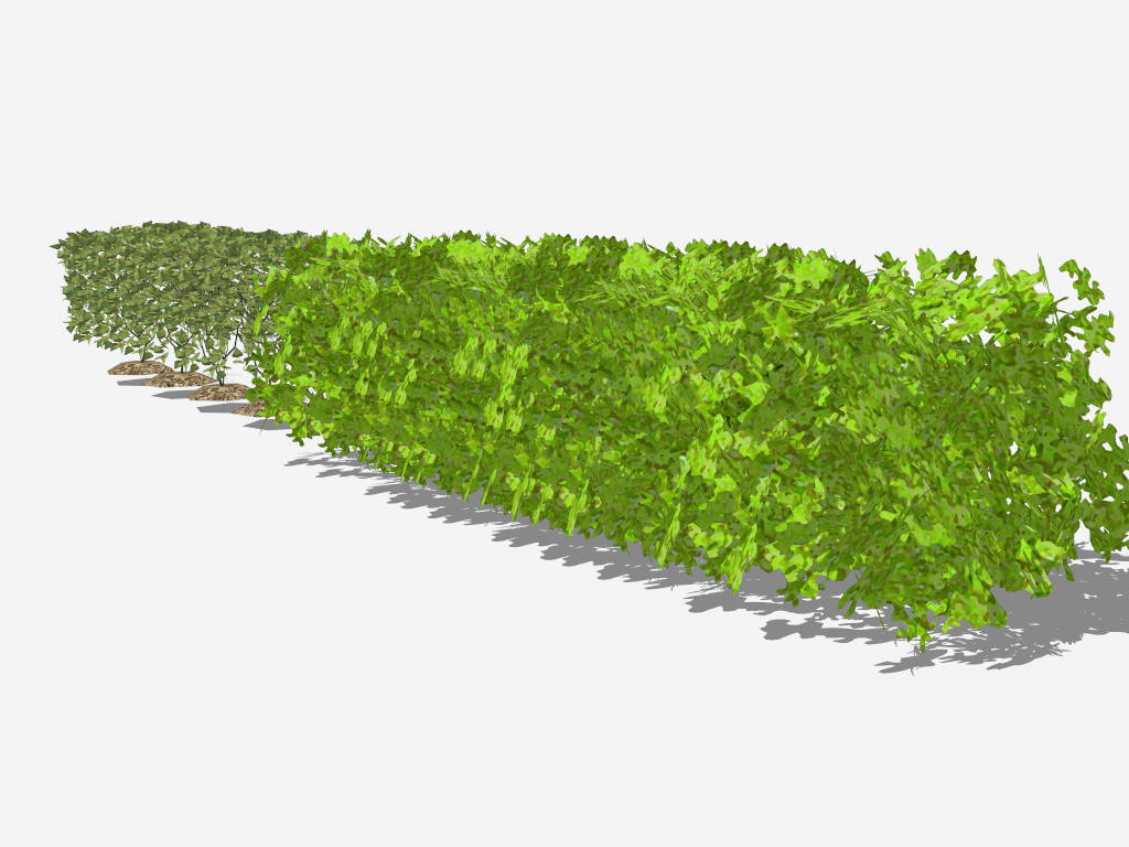Trees And Shrubs Hedges sketchup model preview - SketchupBox