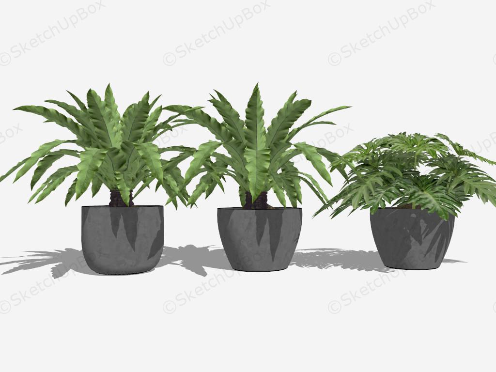 Potted Split Leaf Philodendron And Birds Nest Fern Plant sketchup model preview - SketchupBox