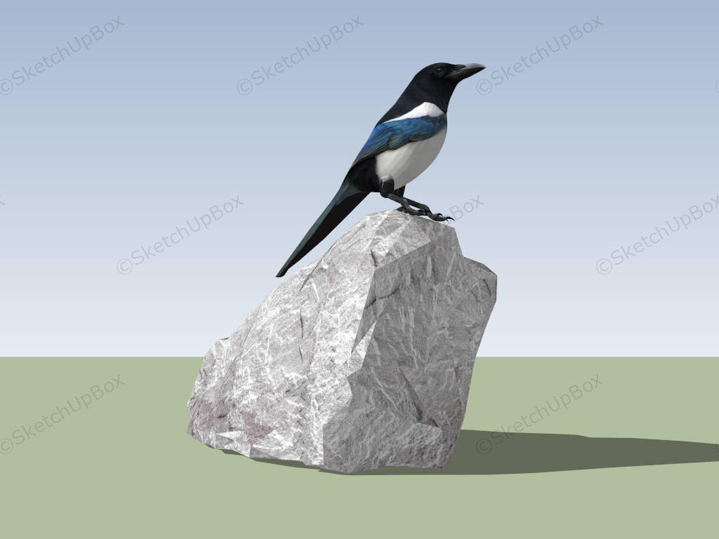 Magpie Bird On Rock sketchup model preview - SketchupBox