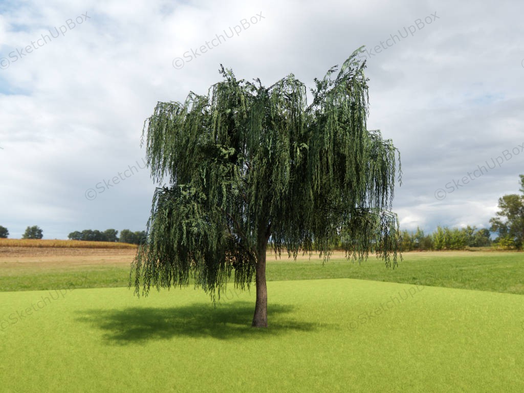 Weeping Willow Tree sketchup model preview - SketchupBox