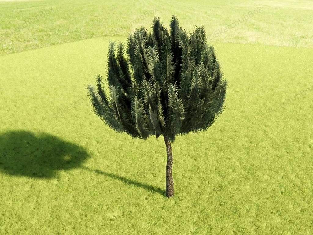 Pinus Mugo Tree sketchup model preview - SketchupBox