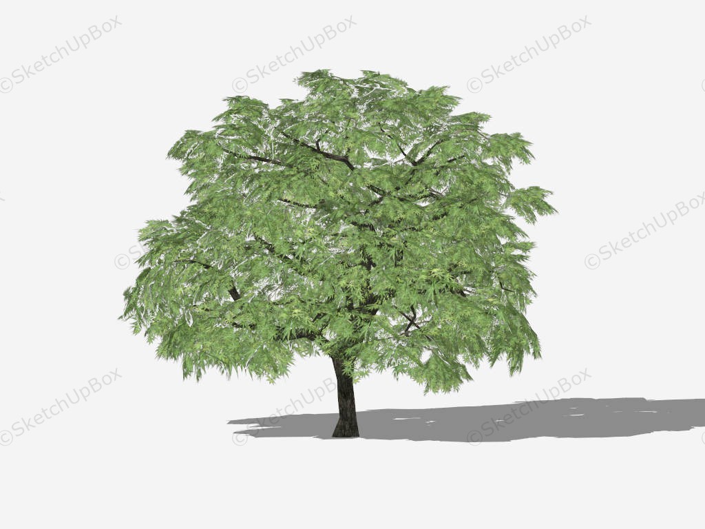 Green Palmate Maple Tree sketchup model preview - SketchupBox