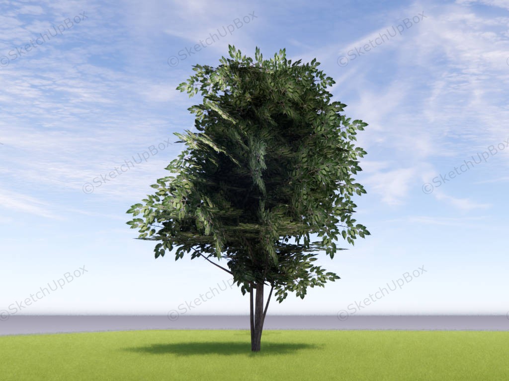 Green Alder Tree sketchup model preview - SketchupBox