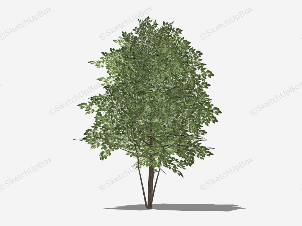 Green Alder Tree sketchup model preview - SketchupBox