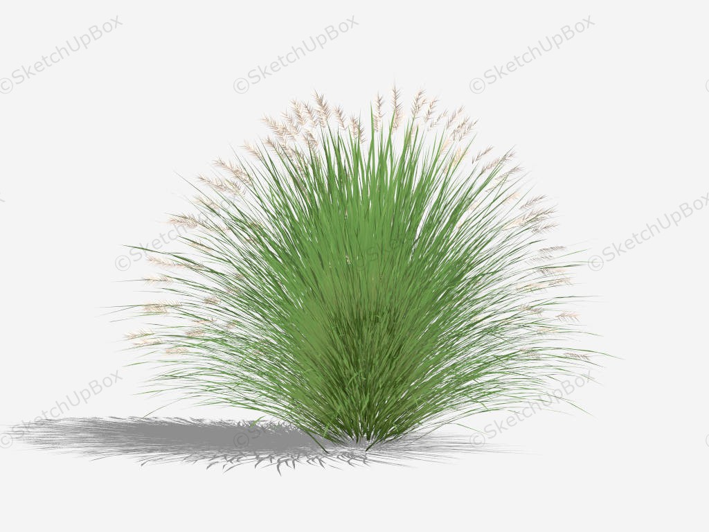 Pennisetum Alopecuroides Fountain Grass sketchup model preview - SketchupBox