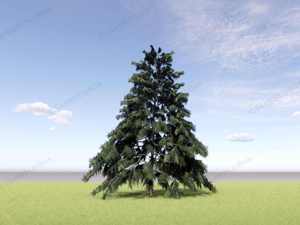 Cedrus Deodara Tree sketchup model preview - SketchupBox