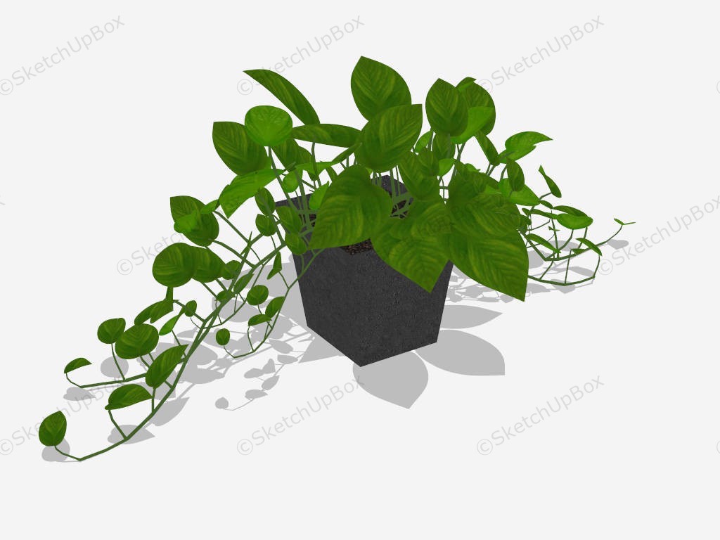 Potted Golden Pothos sketchup model preview - SketchupBox