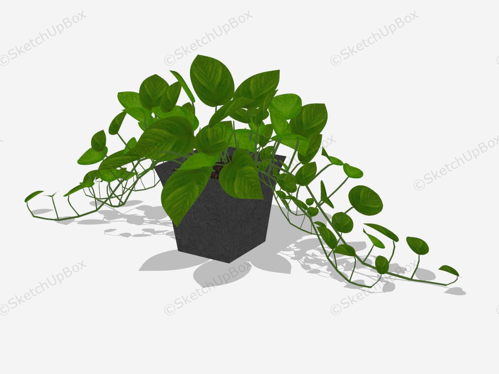 Potted Golden Pothos sketchup model preview - SketchupBox