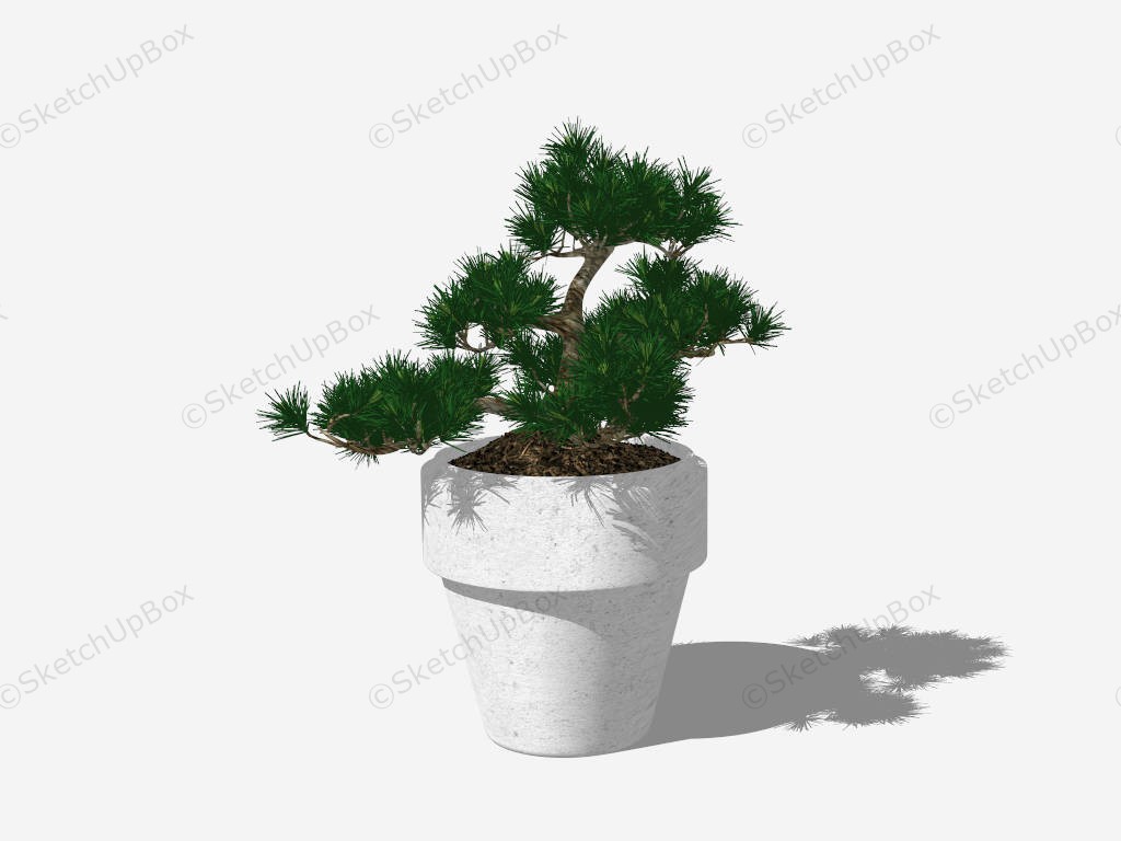 Pine Bonsai Tree sketchup model preview - SketchupBox